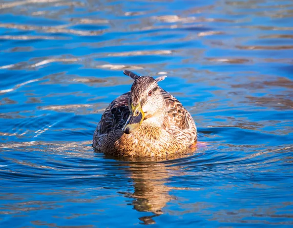 Duck Swims Pond Portrait Female Duck Water Mallard Lat Anas — Stock Photo, Image