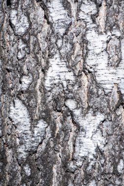 Ağaç kabuğu dokusu. Ağaç kabuğunun dokusu. Birch kabuk arka planı. Ağaç gövdesi, Betula pendula.