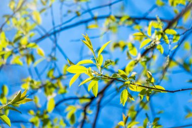 Mavi gökyüzünün arka planında taze yeşil yaprakları olan bahar dalları. Arka plan olarak bahar yaprakları ve mavi gökyüzü. Kopyalama alanı ile bahar arkaplanı