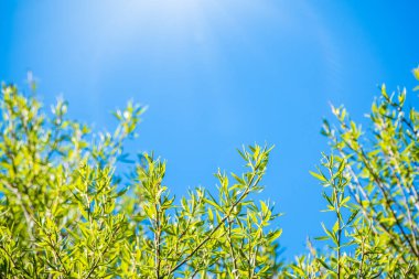 Mavi gökyüzünün arka planında taze yeşil yaprakları olan bahar dalları. Arka plan olarak bahar yaprakları ve mavi gökyüzü. Kopyalama alanı ile bahar arkaplanı