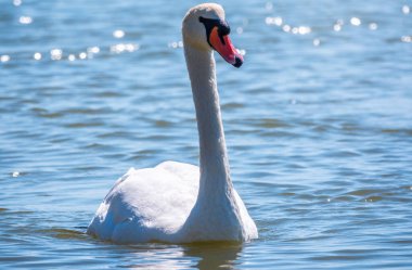 Gölde yüzen zarif beyaz kuğu, vahşi doğada yüzen kuğular. Dilsiz kuğu, Latince adı Cygnus olor.