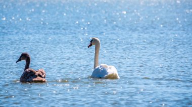 Turuncu ve siyah gagalı beyaz dilsiz bir kuğu ve güneşli bir kış gününde mavi suyla gölde yüzen pembe gagalı genç kahverengi bir yavru. Dilsiz kuğu, Latince adı Cygnus olor.