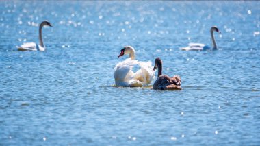 Turuncu ve siyah gagalı beyaz dilsiz bir kuğu ve güneşli bir kış gününde mavi suyla gölde yüzen pembe gagalı genç kahverengi bir yavru. Dilsiz kuğu, Latince adı Cygnus olor.