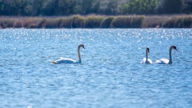 Gölde yüzen zarif beyaz kuğular, vahşi doğada yüzen kuğular. Dilsiz kuğu, Latince adı Cygnus olor.