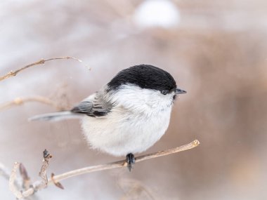 Cute bird The willow tit, song bird sitting on a branch without leaves in the winter. Willow tit perching on tree in winter. The willow tit, lat. Poecile montanus.