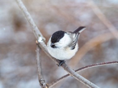 Cute bird The willow tit, song bird sitting on a branch without leaves in the winter. Willow tit perching on tree in winter. The willow tit, lat. Poecile montanus.