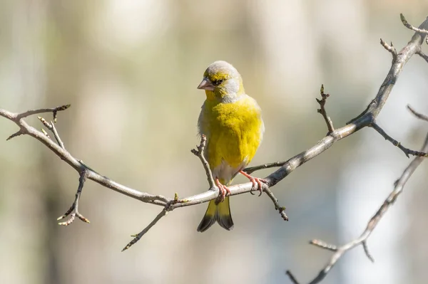 Green Yellow Songbird European Greenfinch Sitting Branch Spring European Greenfinch — Stock Photo, Image