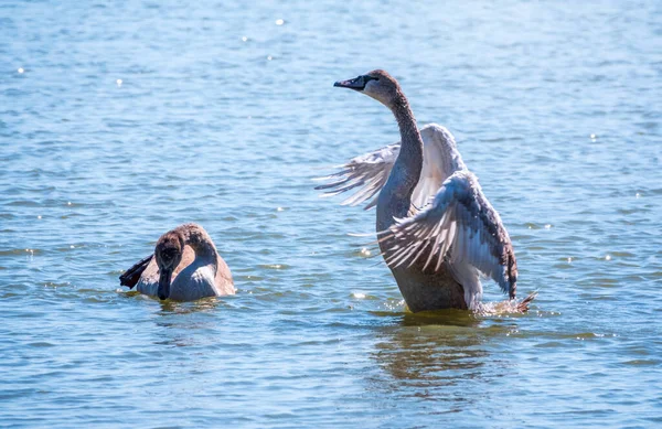 Cisne Branco Cor Marrom Jovem Bate Suas Asas Água Cisne — Fotografia de Stock