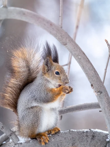 Das Eichhörnchen Mit Der Nuss Sitzt Winter Oder Spätherbst Auf — Stockfoto