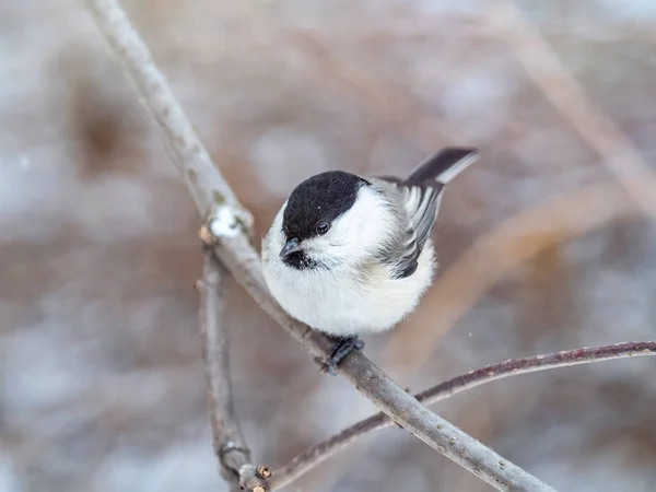 Cute Bird Willow Tit Song Bird Sitting Branch Leaves Winter — Foto de Stock