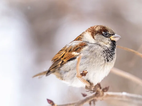 Sparrow Yaprakları Olmayan Bir Dalda Oturuyor Sonbaharda Kışın Bir Dalda — Stok fotoğraf