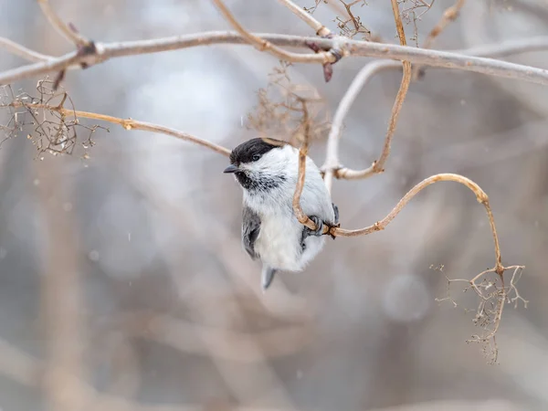 Netter Vogel Die Weidenmeise Singvogel Der Winter Auf Einem Zweig — Stockfoto