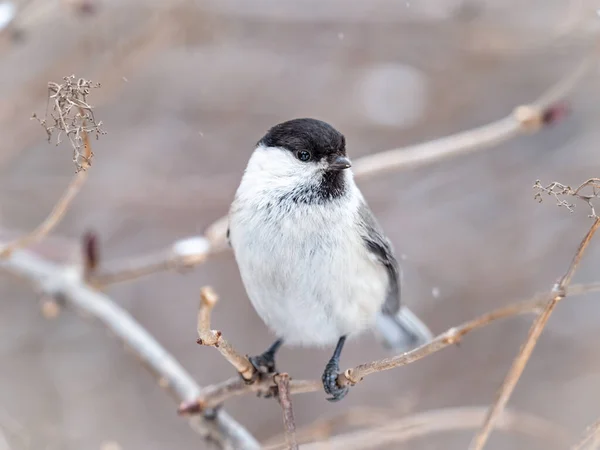 Cute Bird Willow Tit Song Bird Sitting Branch Leaves Winter — 图库照片