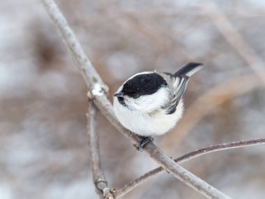 Cute bird The willow tit, song bird sitting on a branch without leaves in the winter. Willow tit perching on tree in winter. The willow tit, lat. Poecile montanus.