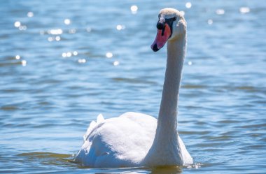Gölde yüzen zarif beyaz kuğu, vahşi doğada yüzen kuğular. Dilsiz kuğu, Latince adı Cygnus olor.