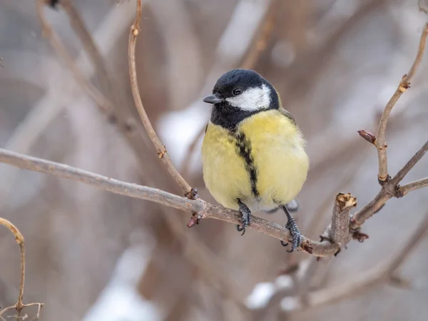 Cute bird Great tit, songbird sitting on a branch without leaves in the autumn or winter. Parus major