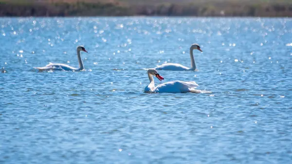 Изящные Белые Лебеди Купающиеся Озере Лебеди Дикой Природе Немой Лебедь — стоковое фото