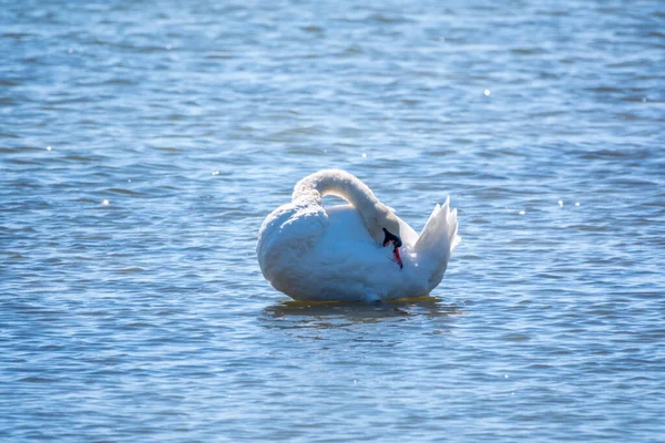 Anmutiger Weißer Schwan Schwimmt See Schwäne Freier Wildbahn Der Höckerschwan — Stockfoto