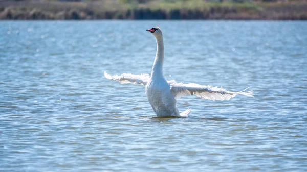 Изящный Белый Лебедь Плавает Озере Хлопает Крыльями Воде Белый Лебедь — стоковое фото