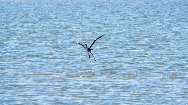 Graceful Grey Heron Flying Low Surface Lake Lands Water Grey — Stock Photo, Image