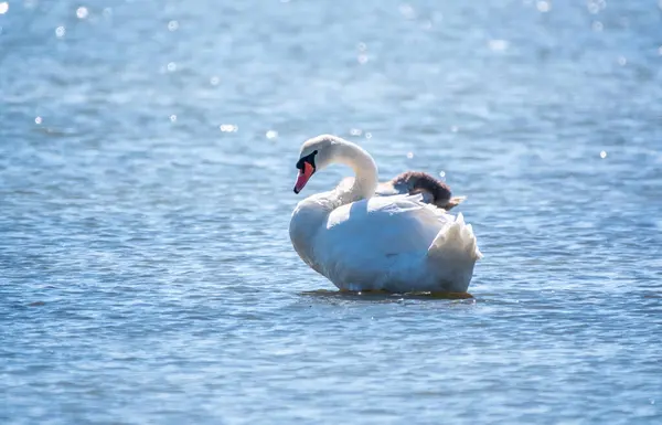 Graceful White Swan Swimming Lake Swans Wild Mute Swan Latin — Stock Photo, Image