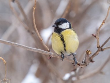 Cute bird Great tit, songbird sitting on a branch without leaves in the autumn or winter. Parus major
