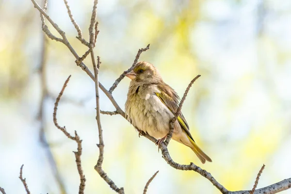 Grüner Und Gelber Singvogel Grünfink Der Frühling Auf Einem Ast — Stockfoto