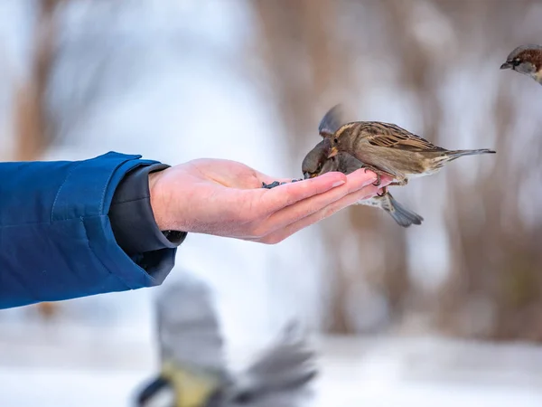 A man feeds sparrows and tits from his hand. Sparrows and tits take turns eating seeds from a human hand in winter. Taking care of animals.