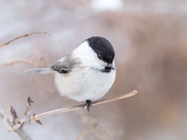 Cute Bird Willow Tit Song Bird Sitting Branch Leaves Winter — Foto de Stock