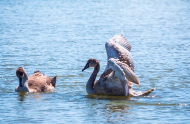 Genç kahverengi renkli beyaz bir kuğu suda kanatlarını çırpıyor. Beyaz kuğu, sakin mavi su yüzeyinin üstünde kanatlarını çırpıyor. Dilsiz kuğu, Latince adı Cygnus olor.