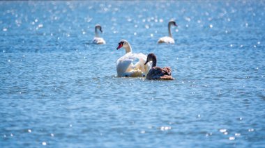 Turuncu ve siyah gagalı beyaz dilsiz bir kuğu ve güneşli bir kış gününde mavi suyla gölde yüzen pembe gagalı genç kahverengi bir yavru. Dilsiz kuğu, Latince adı Cygnus olor.