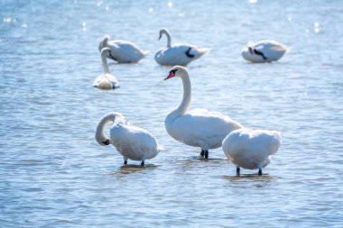 Gölde yüzen zarif beyaz kuğular, vahşi doğada yüzen kuğular. Dilsiz kuğu, Latince adı Cygnus olor.