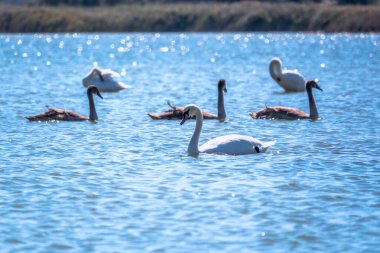 Turuncu ve siyah gagalı beyaz dilsiz bir kuğu ve güneşli bir kış gününde mavi suyla gölde yüzen pembe gagalı genç kahverengi bir yavru. Dilsiz kuğu, Latince adı Cygnus olor.