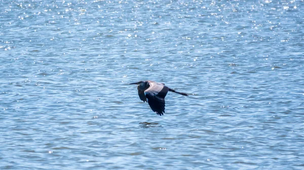 Heron Gri Grațios Care Zboară Jos Suprafața Unui Lac Gâtul — Fotografie, imagine de stoc