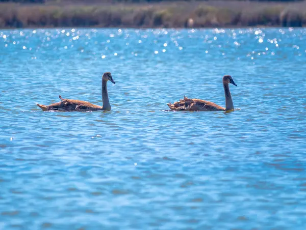 2人の若い茶色の白い白鳥が晴れた日に青い水で湖で泳いでいます ミュートスワンラテン語名Cygnus Color — ストック写真