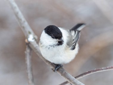 Cute bird The willow tit, song bird sitting on a branch without leaves in the winter. Willow tit perching on tree in winter. The willow tit, lat. Poecile montanus.