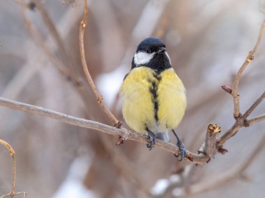 Cute bird Great tit, songbird sitting on a branch without leaves in the autumn or winter. Parus major