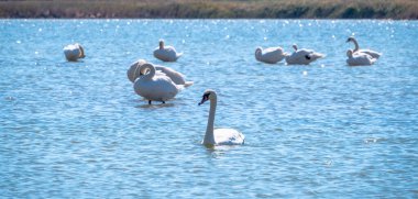 Gölde yüzen zarif beyaz kuğular, vahşi doğada yüzen kuğular. Dilsiz kuğu, Latince adı Cygnus olor.