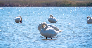 Gölde yüzen zarif beyaz kuğular, vahşi doğada yüzen kuğular. Dilsiz kuğu, Latince adı Cygnus olor.