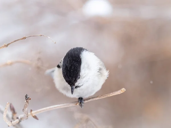 Netter Vogel Die Weidenmeise Singvogel Der Winter Auf Einem Zweig — Stockfoto
