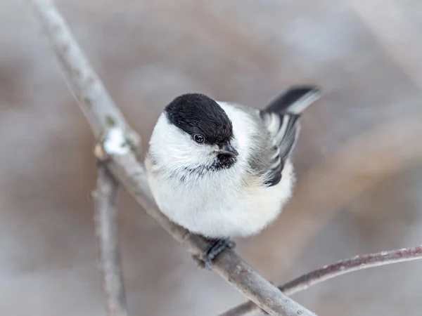 Cute Bird Willow Tit Song Bird Sitting Branch Leaves Winter — Stockfoto