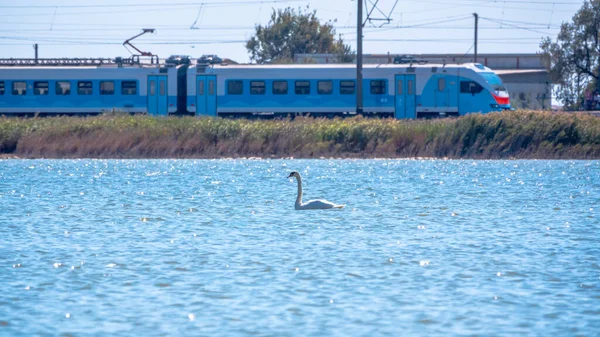 Elegante Cisne Blanco Nadando Lago Con Agua Azul Día Soleado — Foto de Stock