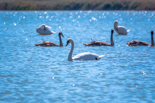 Turuncu ve siyah gagalı beyaz dilsiz bir kuğu ve güneşli bir kış gününde mavi suyla gölde yüzen pembe gagalı genç kahverengi bir yavru. Dilsiz kuğu, Latince adı Cygnus olor.