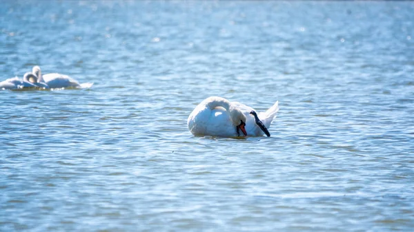 Anmutige Weiße Schwäne Schwimmen See Schwäne Freier Wildbahn Der Höckerschwan — Stockfoto