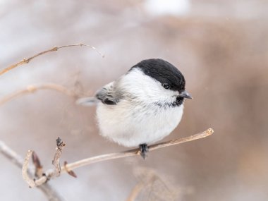 Cute bird The willow tit, song bird sitting on a branch without leaves in the winter. Willow tit perching on tree in winter. The willow tit, lat. Poecile montanus.