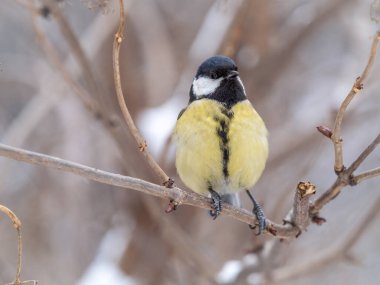 Cute bird Great tit, songbird sitting on a branch without leaves in the autumn or winter. Parus major