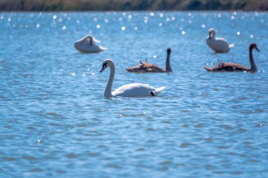 Turuncu ve siyah gagalı beyaz dilsiz bir kuğu ve güneşli bir kış gününde mavi suyla gölde yüzen pembe gagalı genç kahverengi bir yavru. Dilsiz kuğu, Latince adı Cygnus olor.