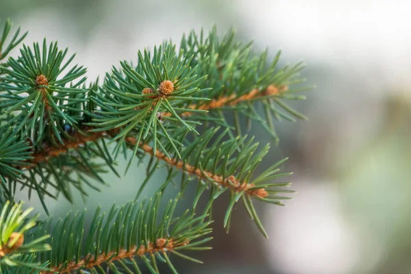 Fir branches with needles in the sunset light. Fir branch in the rays of the sun.