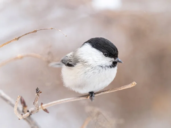 Netter Vogel Die Weidenmeise Singvogel Der Winter Auf Einem Zweig — Stockfoto