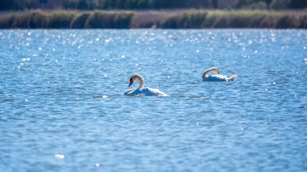 Cisnes Blancos Elegantes Nadando Lago Cisnes Naturaleza Cisne Mudo Nombre — Foto de Stock